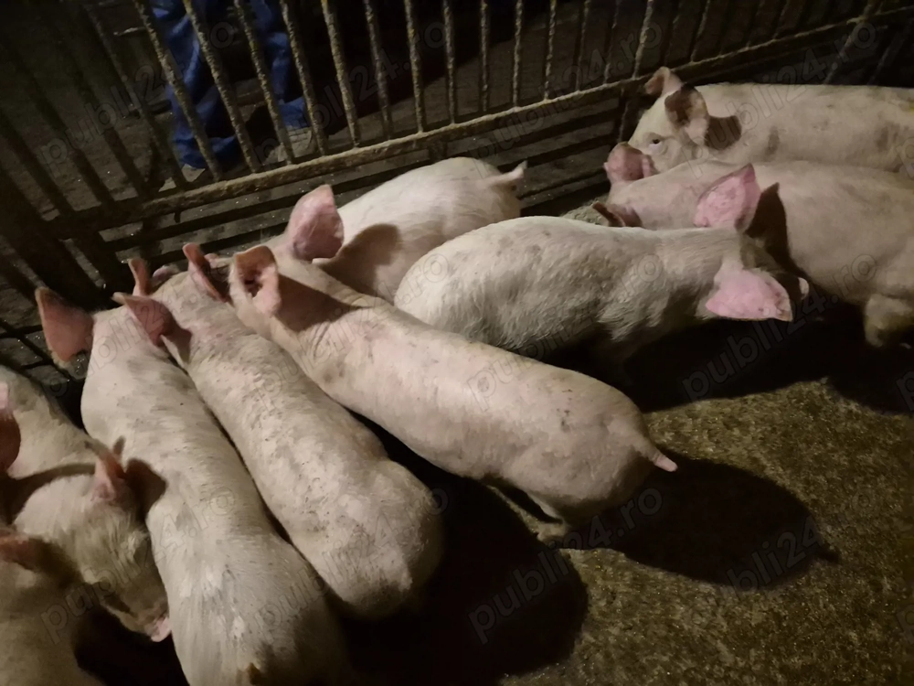 Șoldănei rasă Pick 3luni