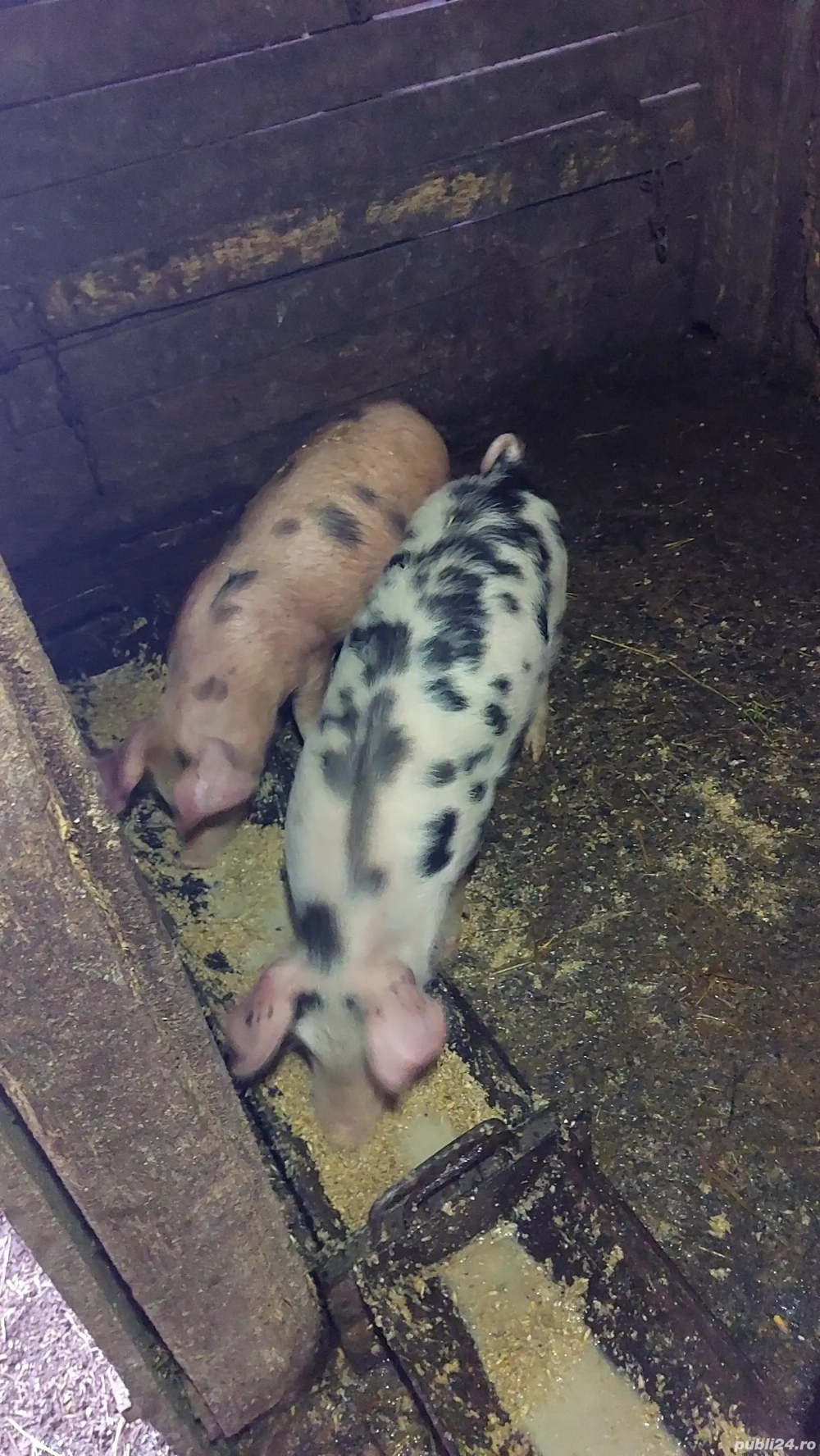 Grasuni de vânzare. 