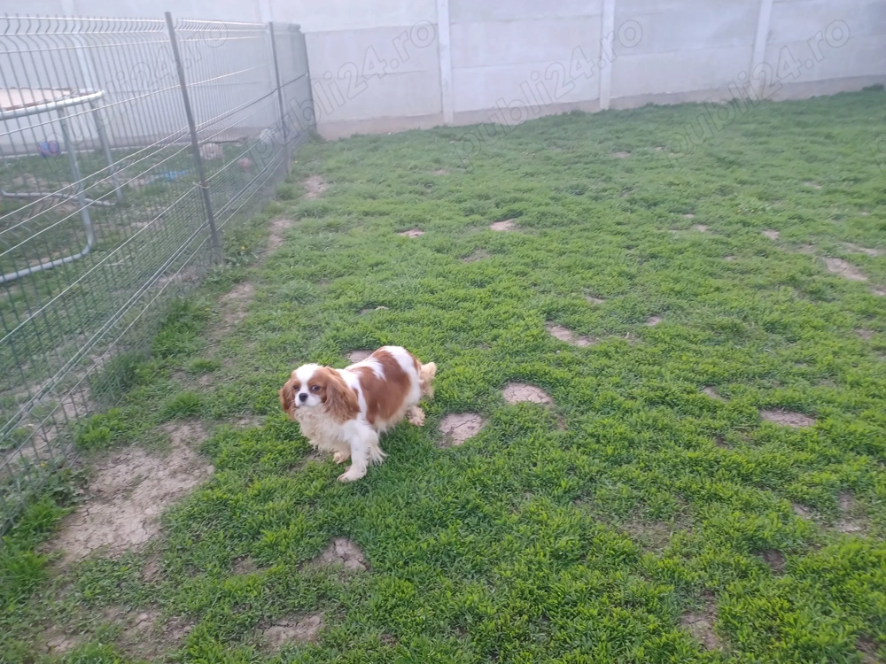 Cavalier king charles Spaniel gestanta