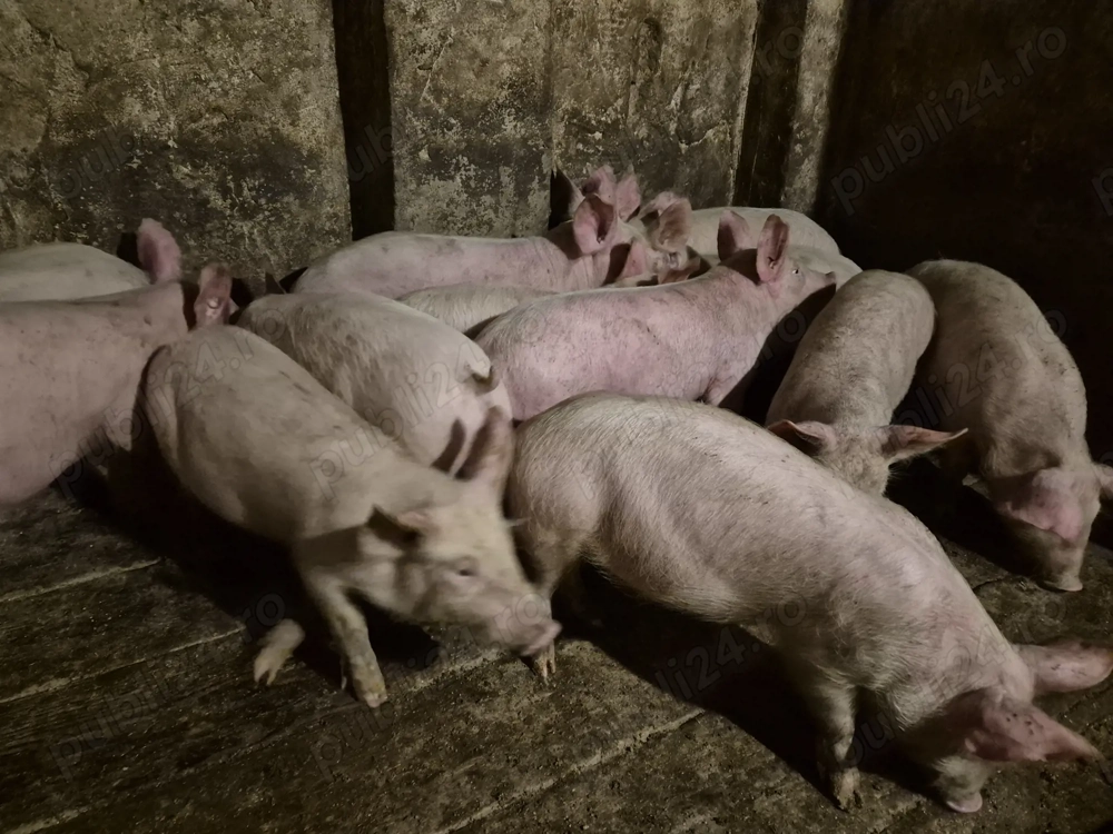 Șoldănei rasă Pick