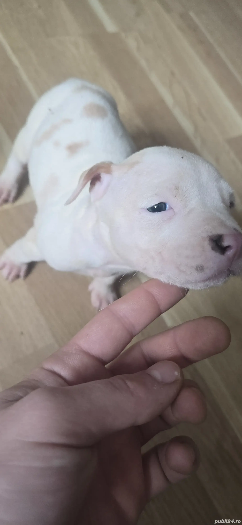 Pui Amstaff de Top   Linie Puternică, Calitate Premium