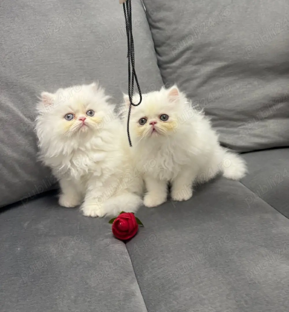 Puiuți Pisica Persana 