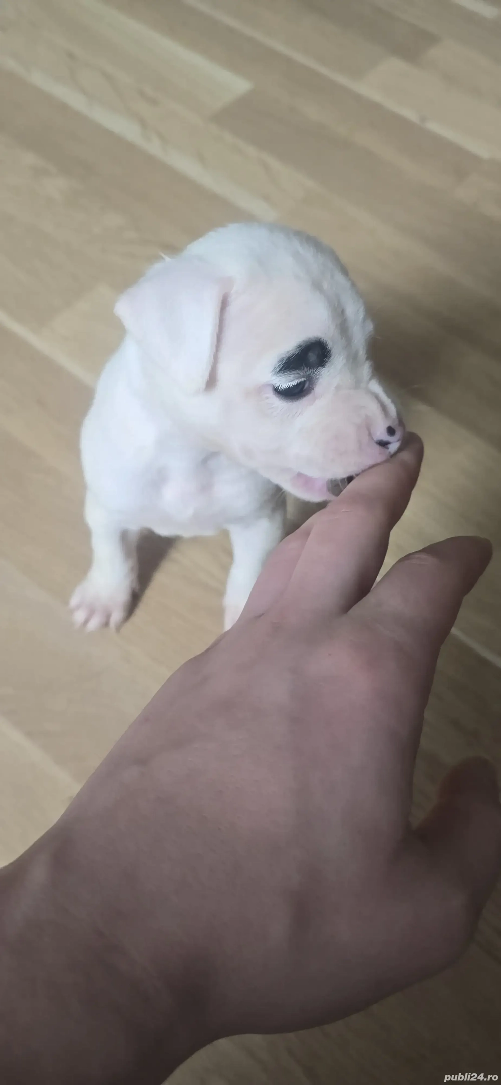 American Staffordshire Amstaff