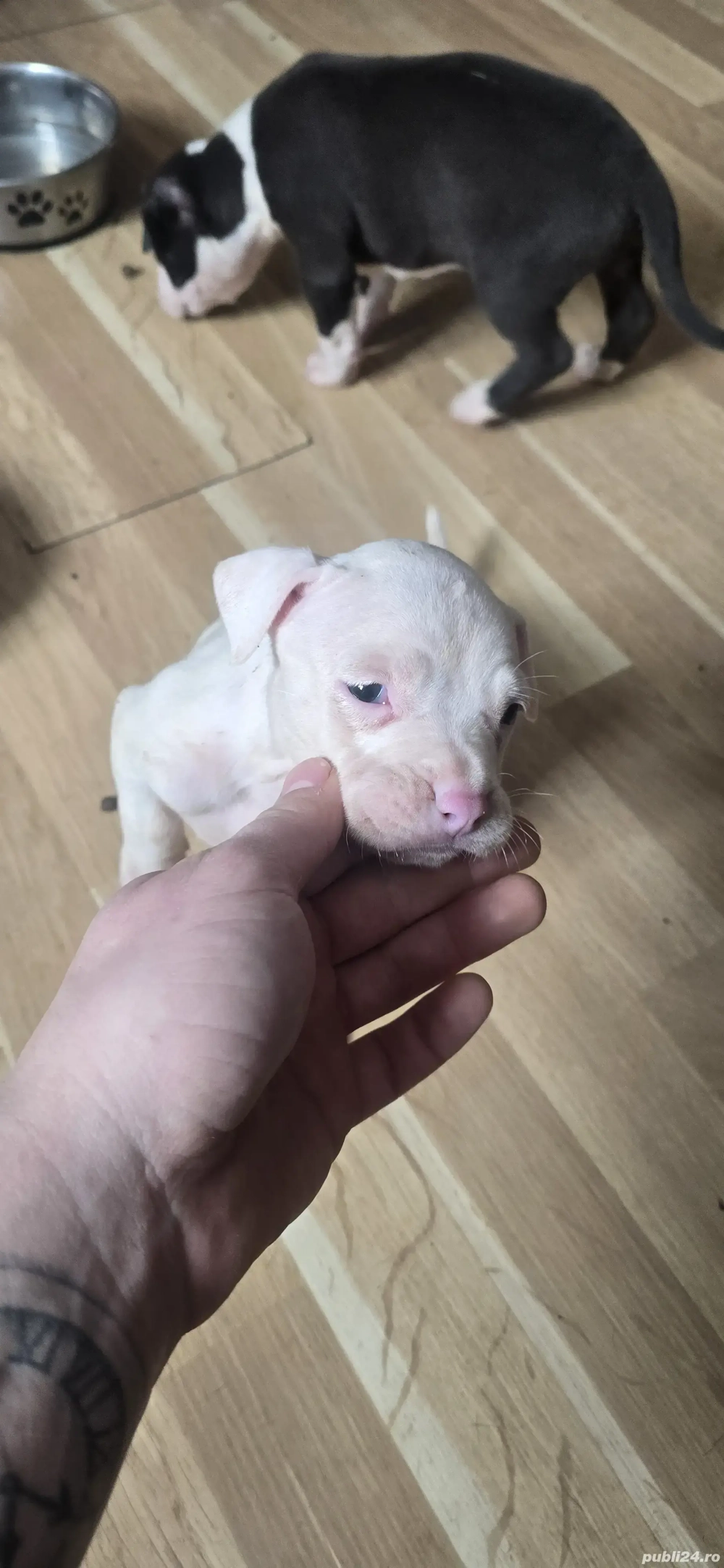 American Staffordshire Amstaff