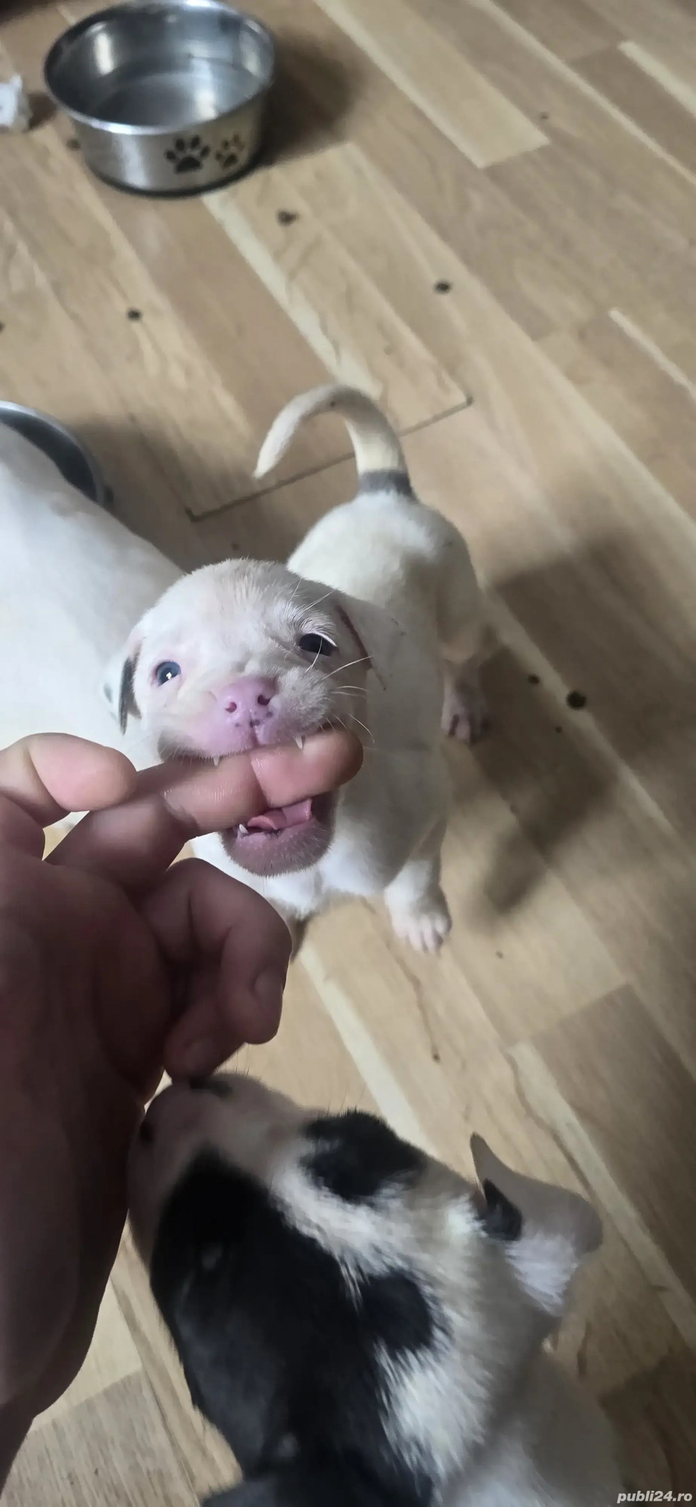 Pui American Staffordshire Terrier 