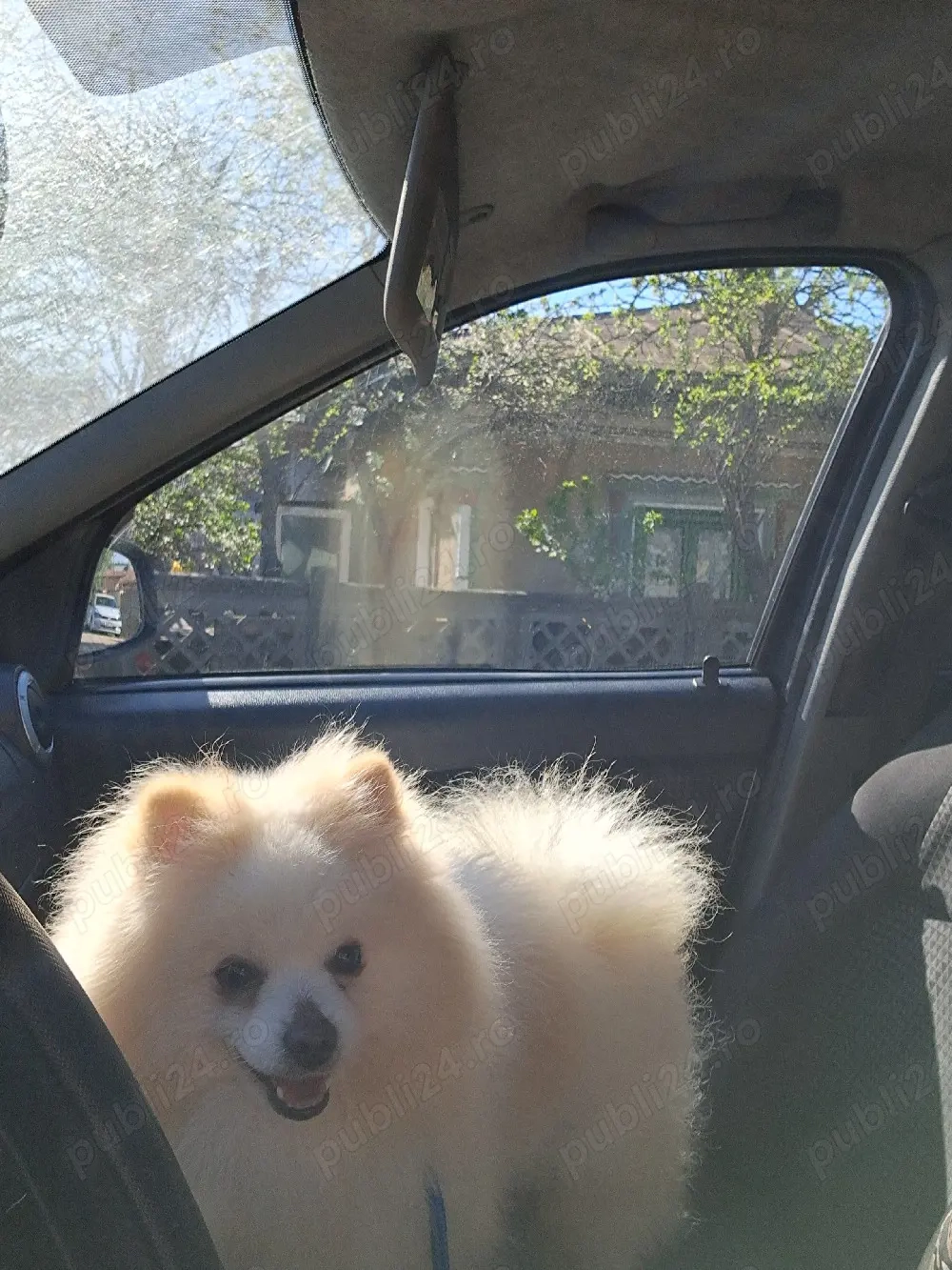 pomeranian mini spitz