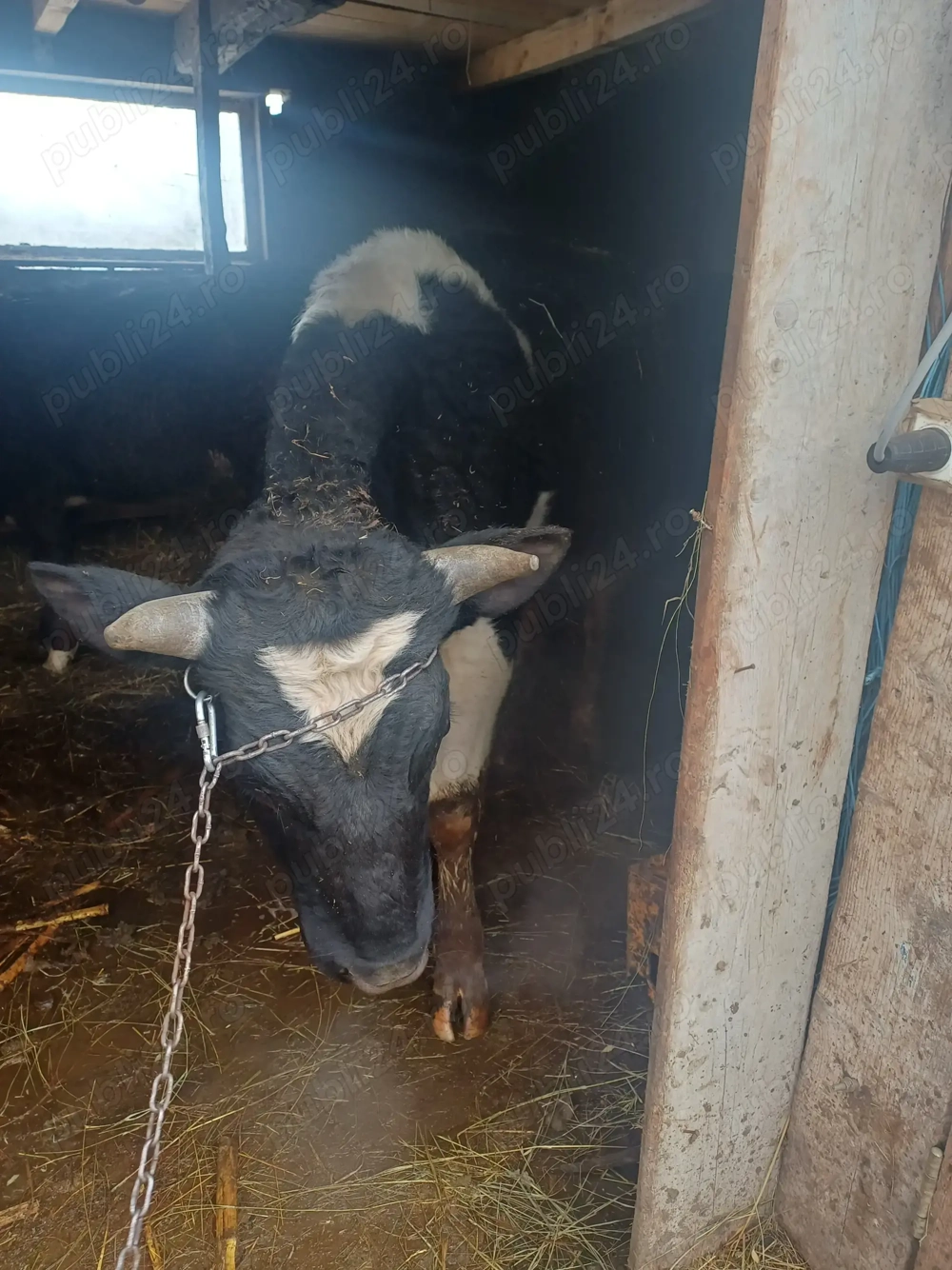 De vânzare taur de 1 an aproape