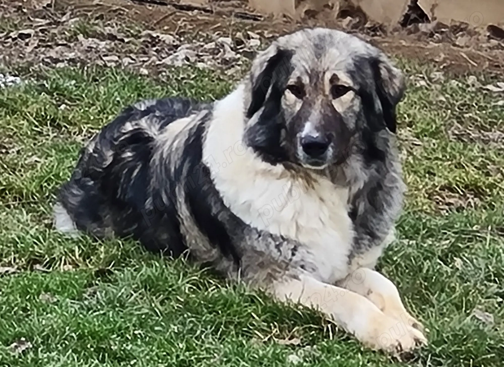 Femela ciobanesc romanesc carpatin