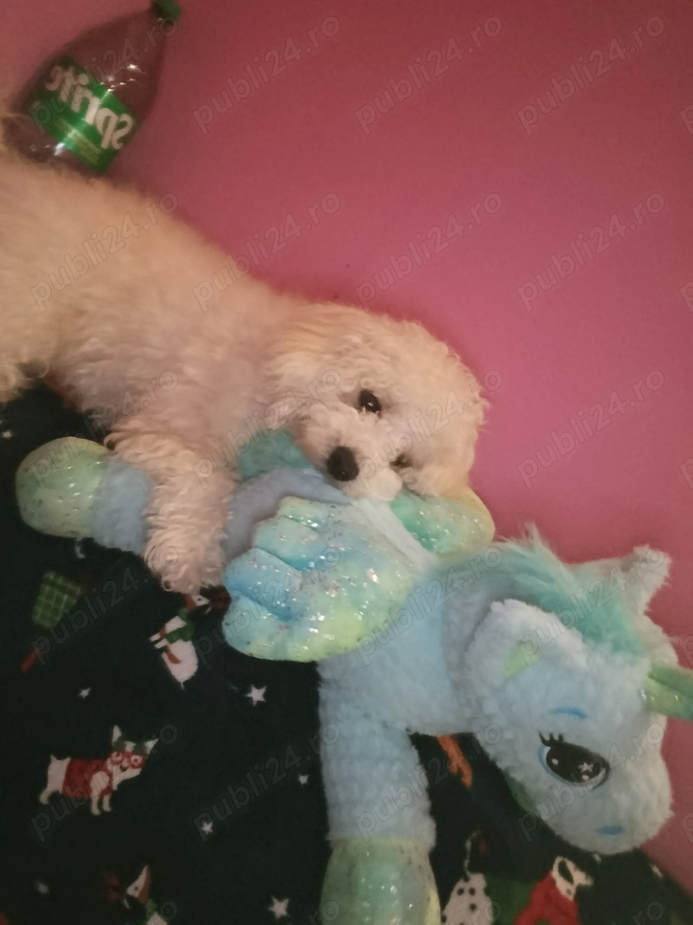 Vând mascul bischon havanes