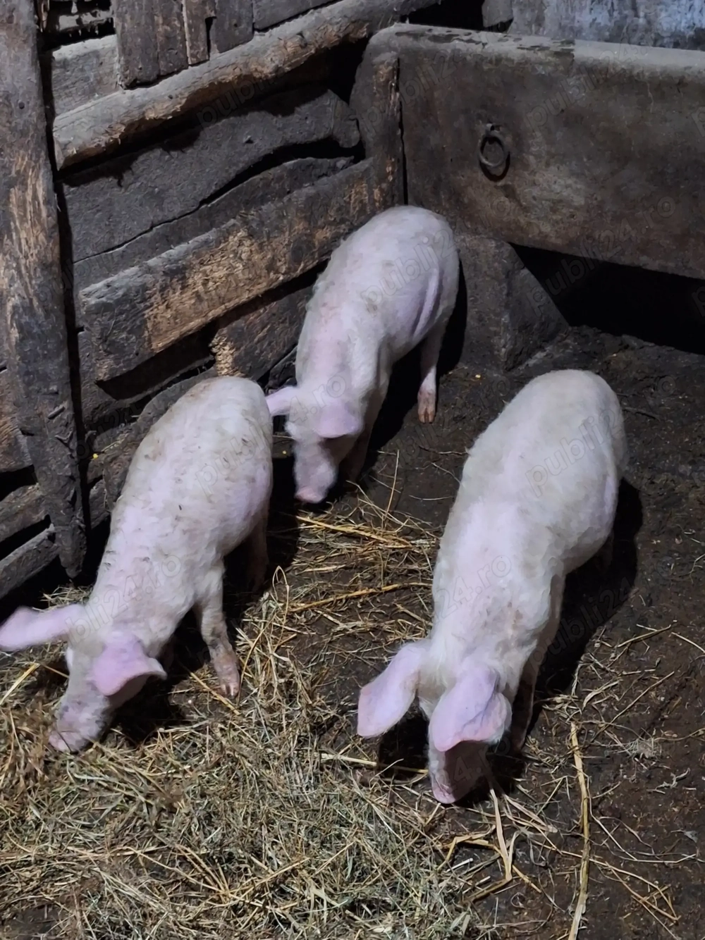 Vând purcei 12 săptămâni 