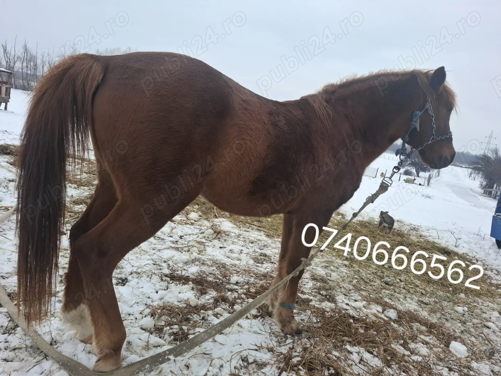 Vând cal  crescut de mine