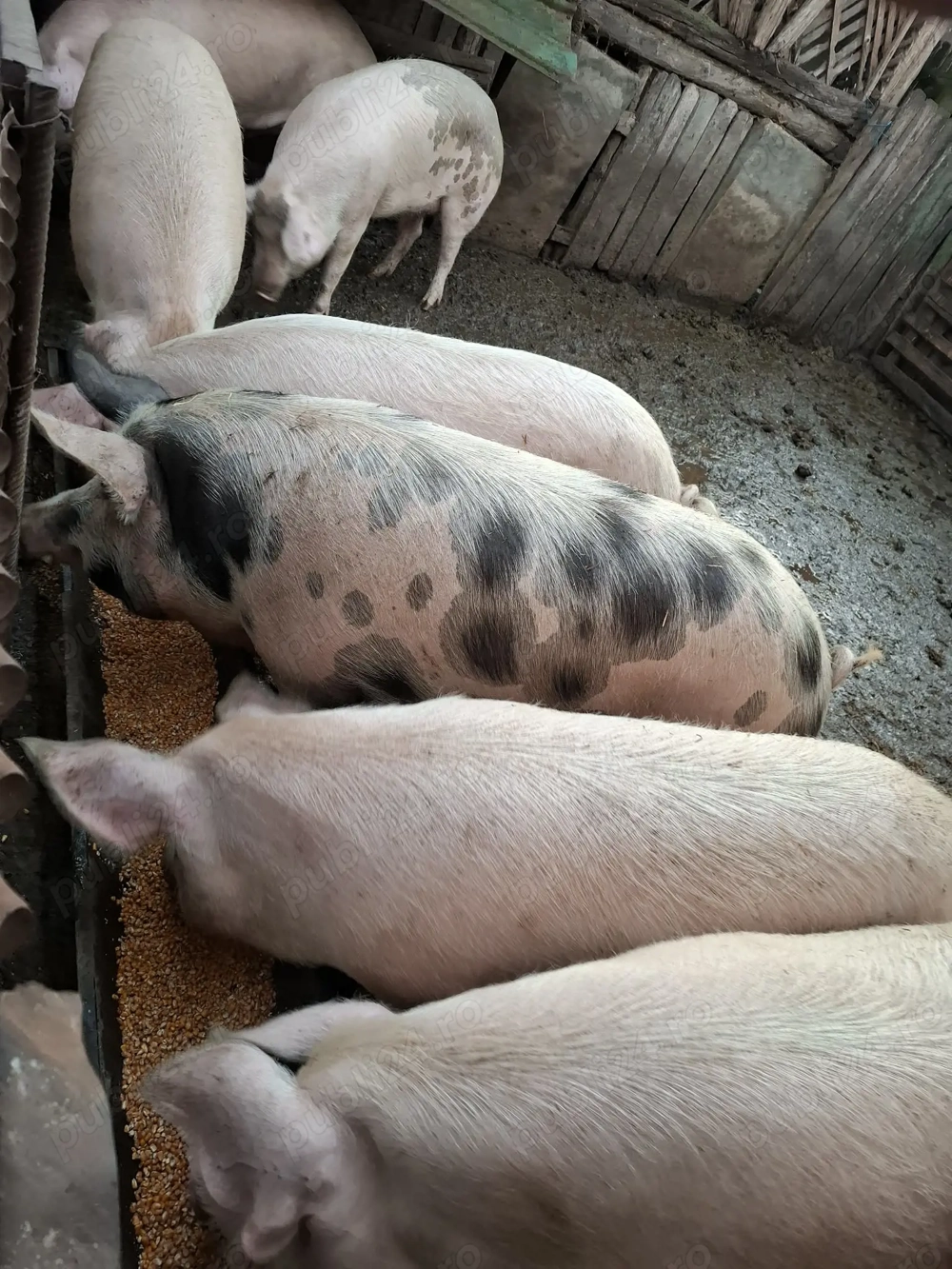 Vând porci 160-200 kg