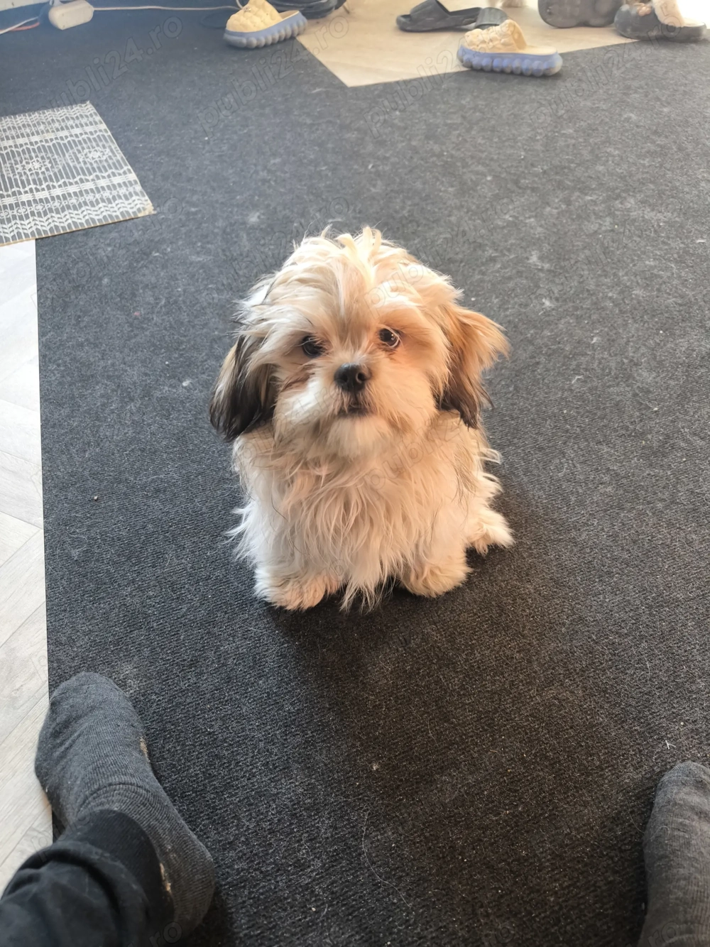 Shih-tzu canisa adoptie