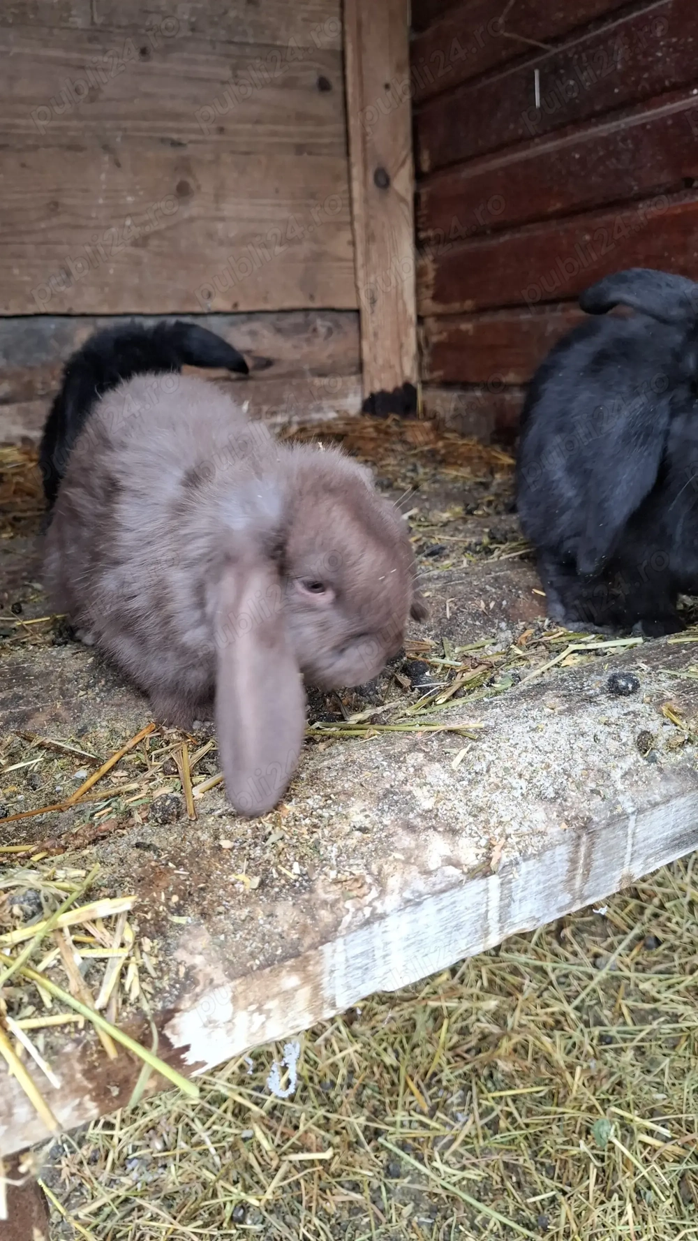 Vând iepurași berbec german