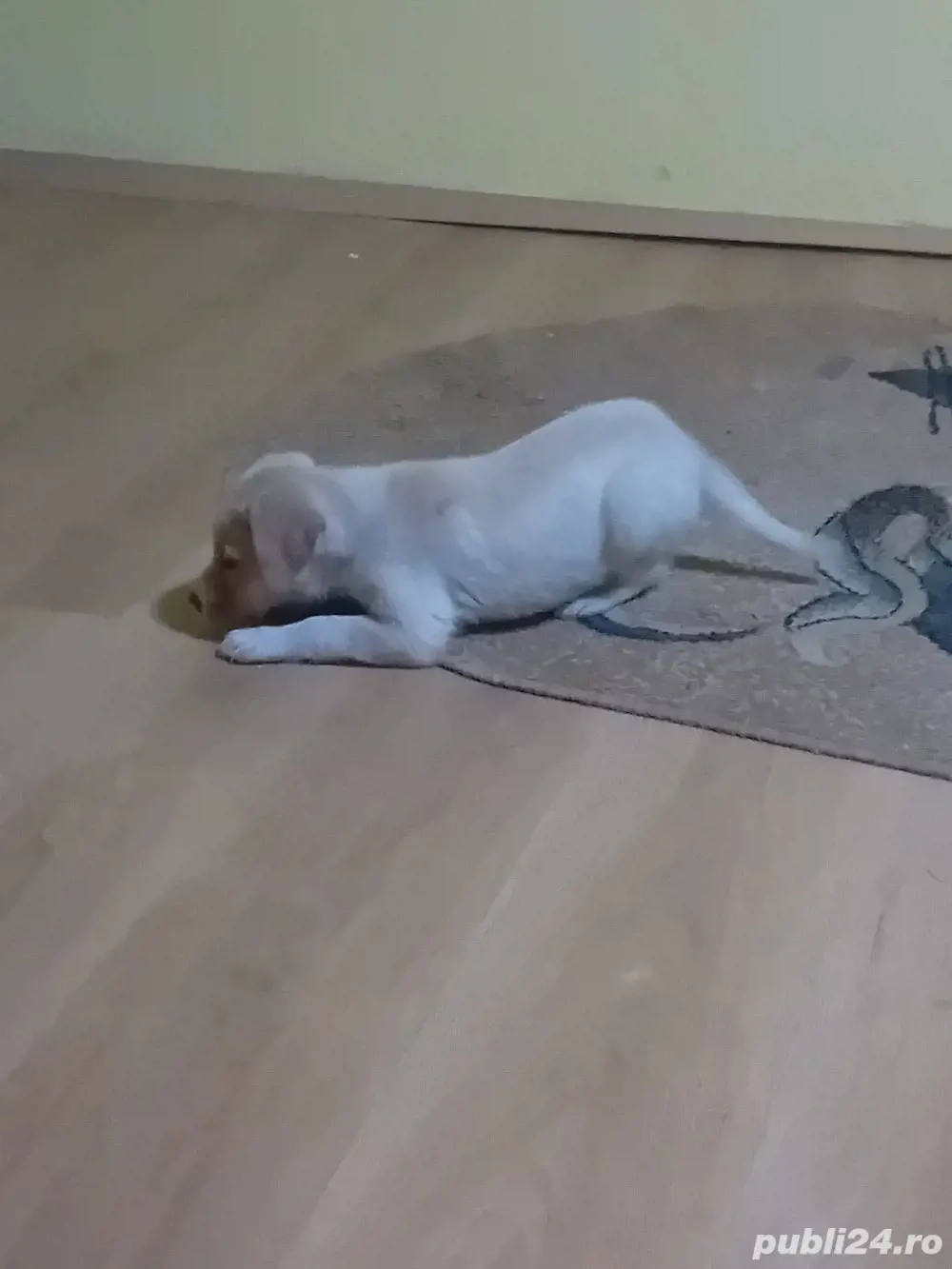 vand cateluse labrador gold 