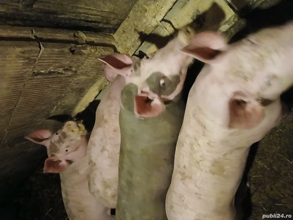 De vanzare soldani pietreani