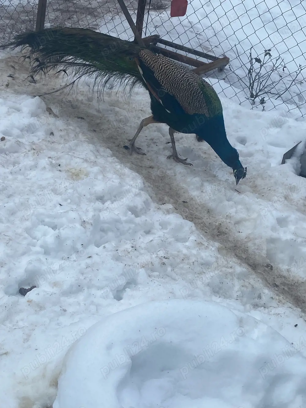 vand păun matur 4ani 