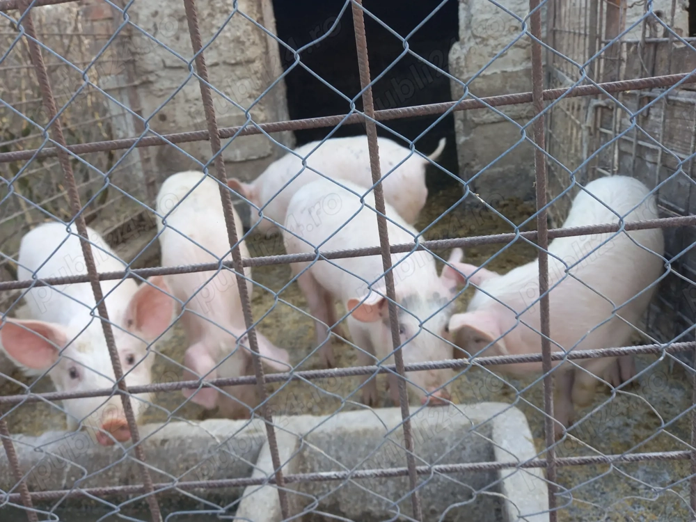 Vând purcei 5 perechi prețul 1200 de lei  perechea 