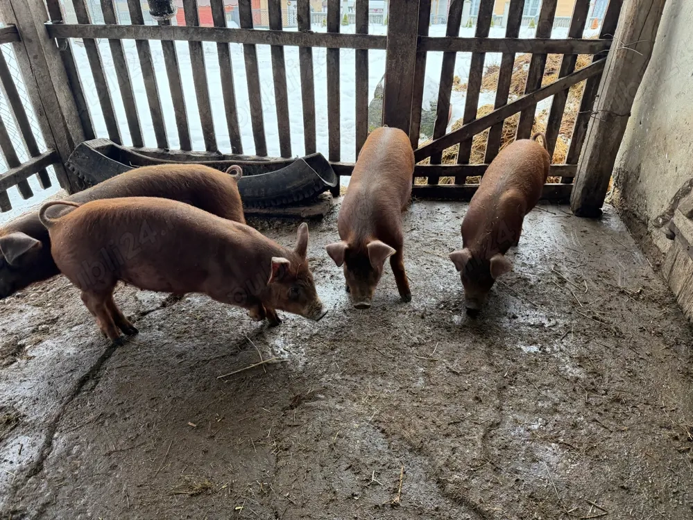 Vand 2 grasuni de 3 luni DUROC