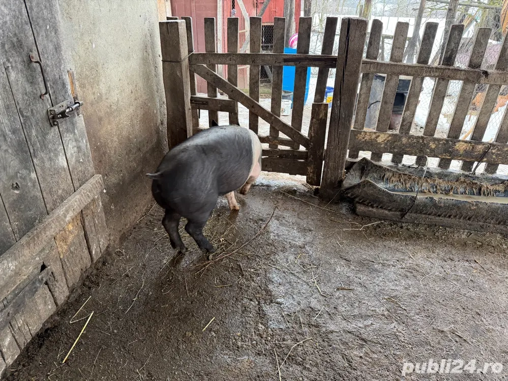 Vand purcea Basna 3 luni