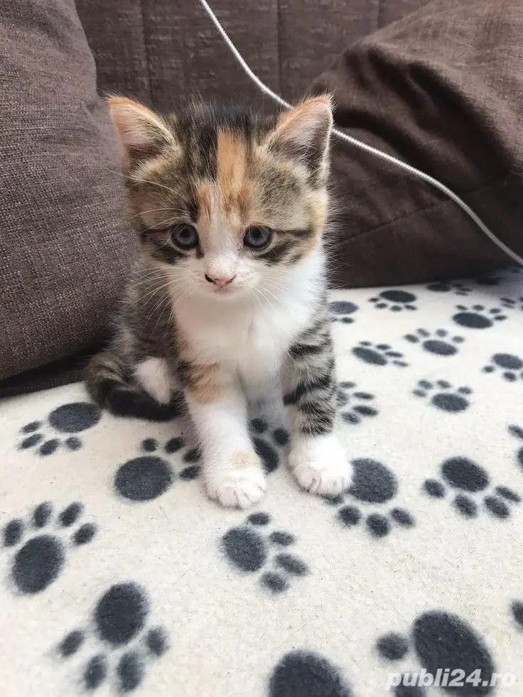 Puiuti Calico