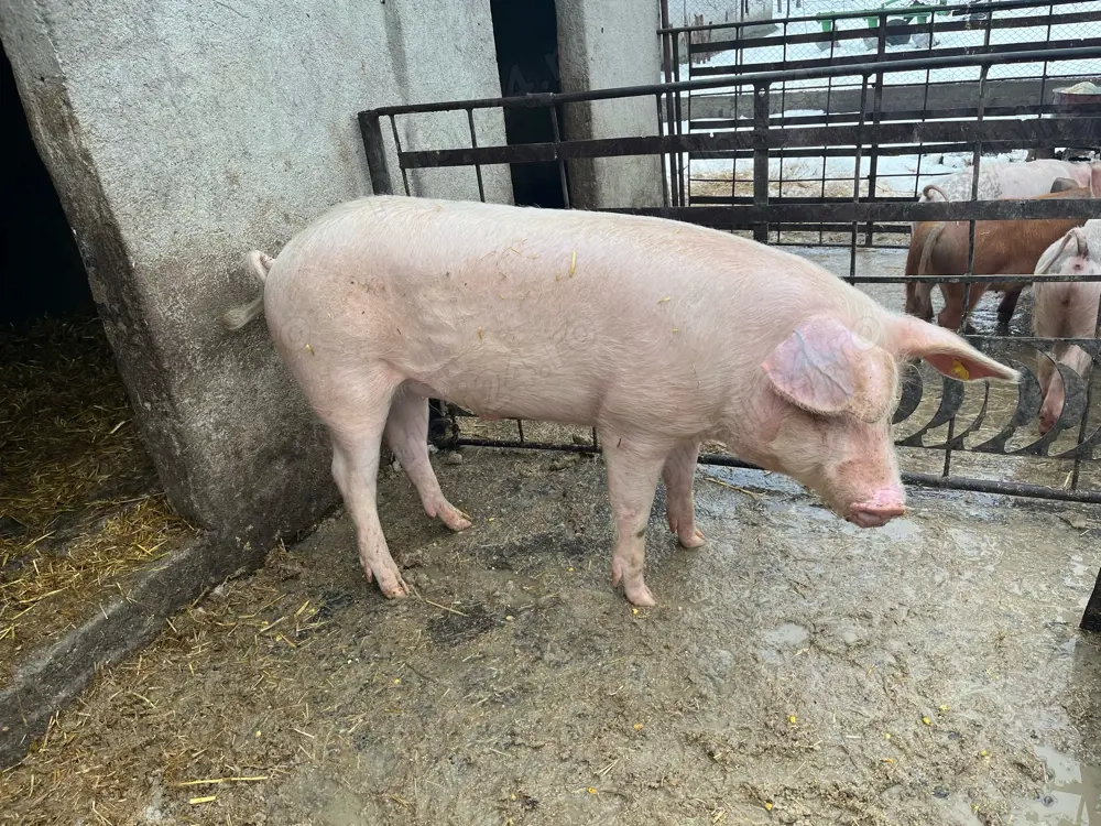 Porc de vânzare 