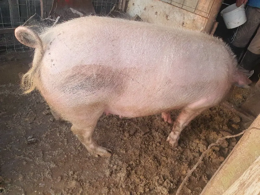 porc de vanzare