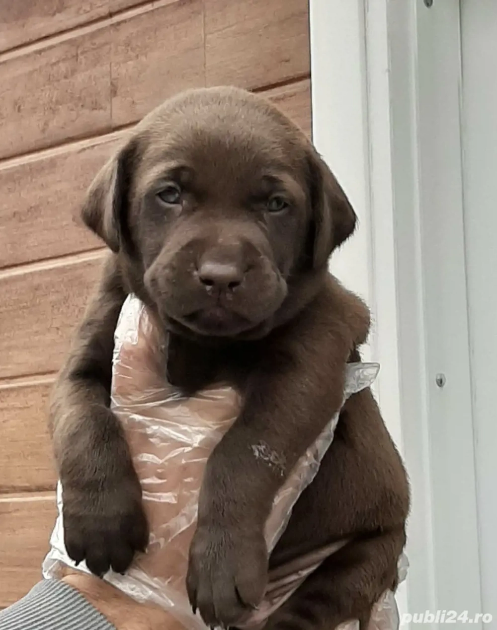Labrador retriever față