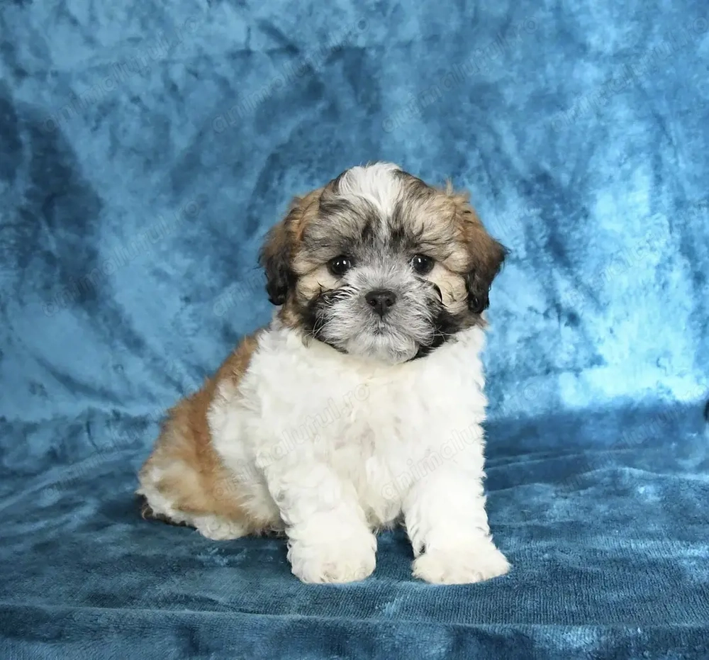 Bichon havanez superba