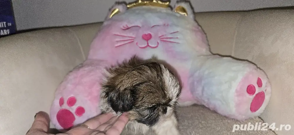 pui Shih Tzu
