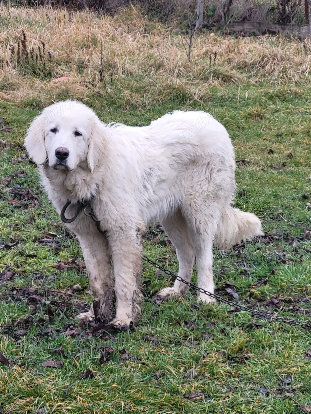 ciobănesc de Bucovina 