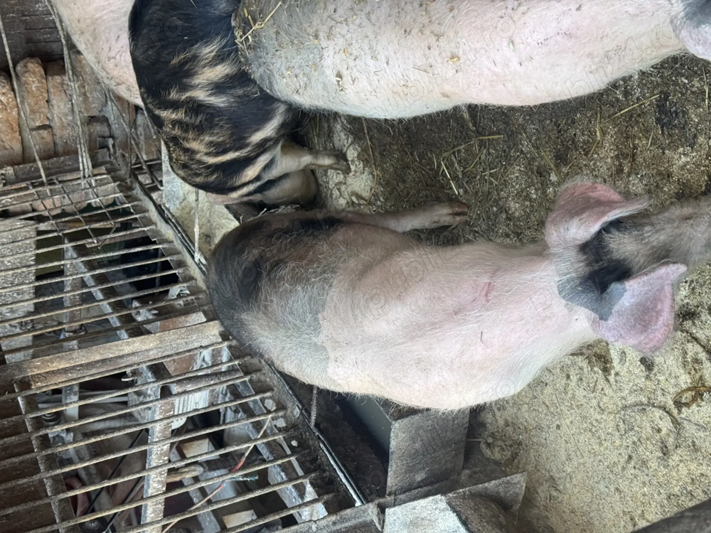 Soldani de vanzare tel. 