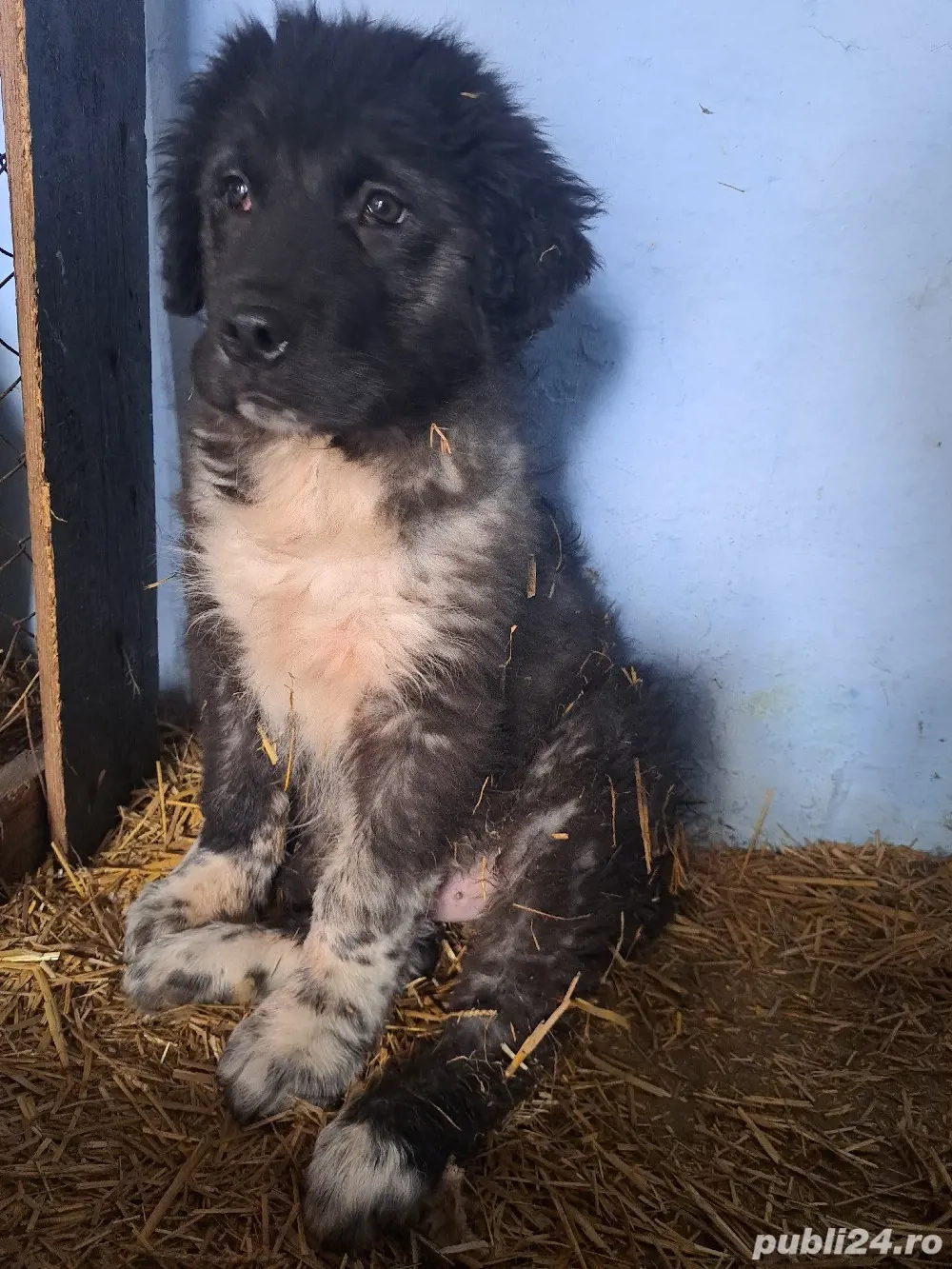 ciobanesc de bucovina 