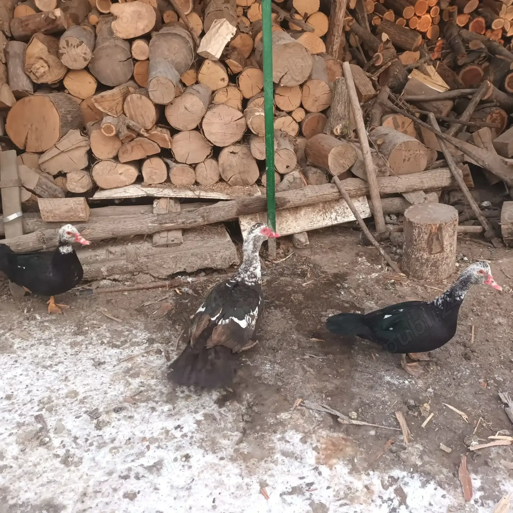 familie 2+1 Rațe mute  leșești 