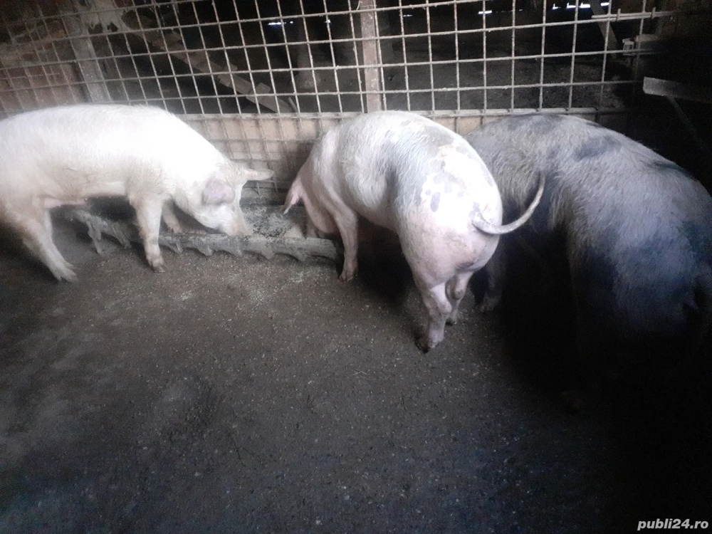Porci de vanzare 