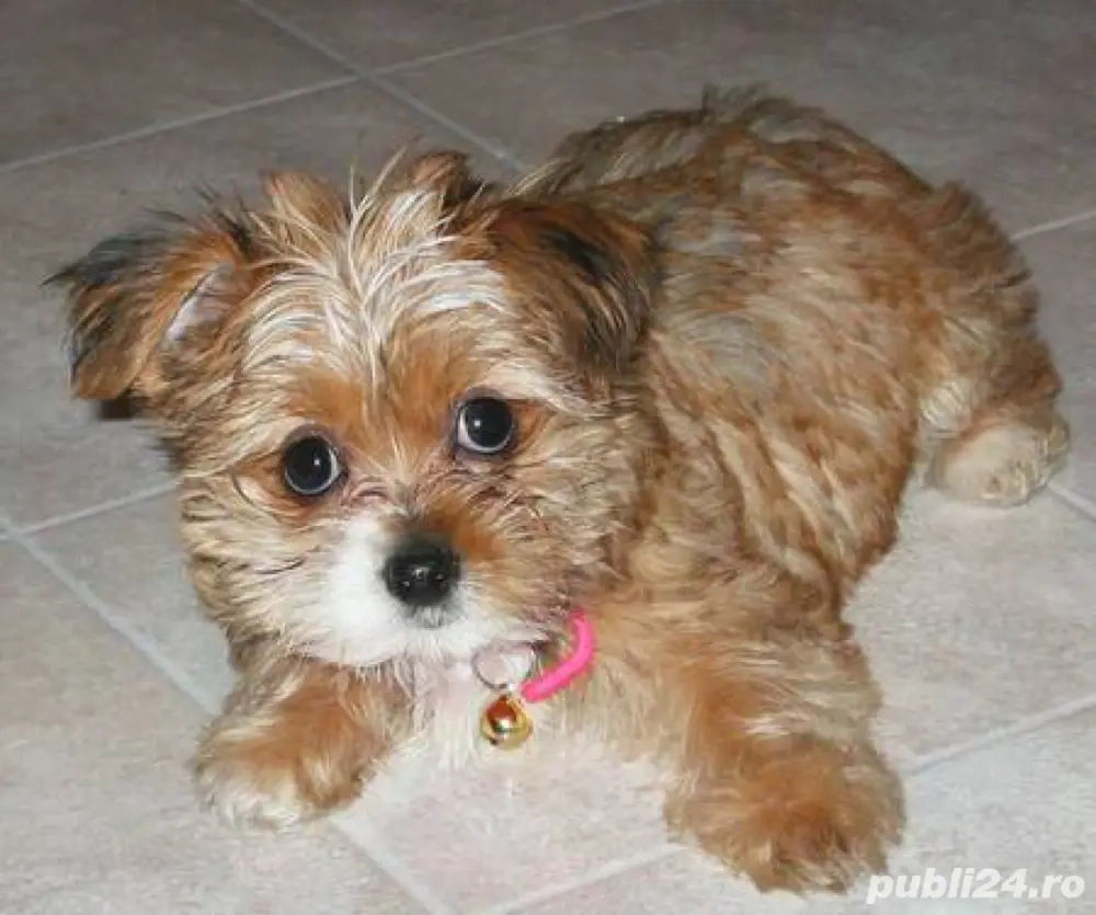 maltipoo auriu 2 luni 