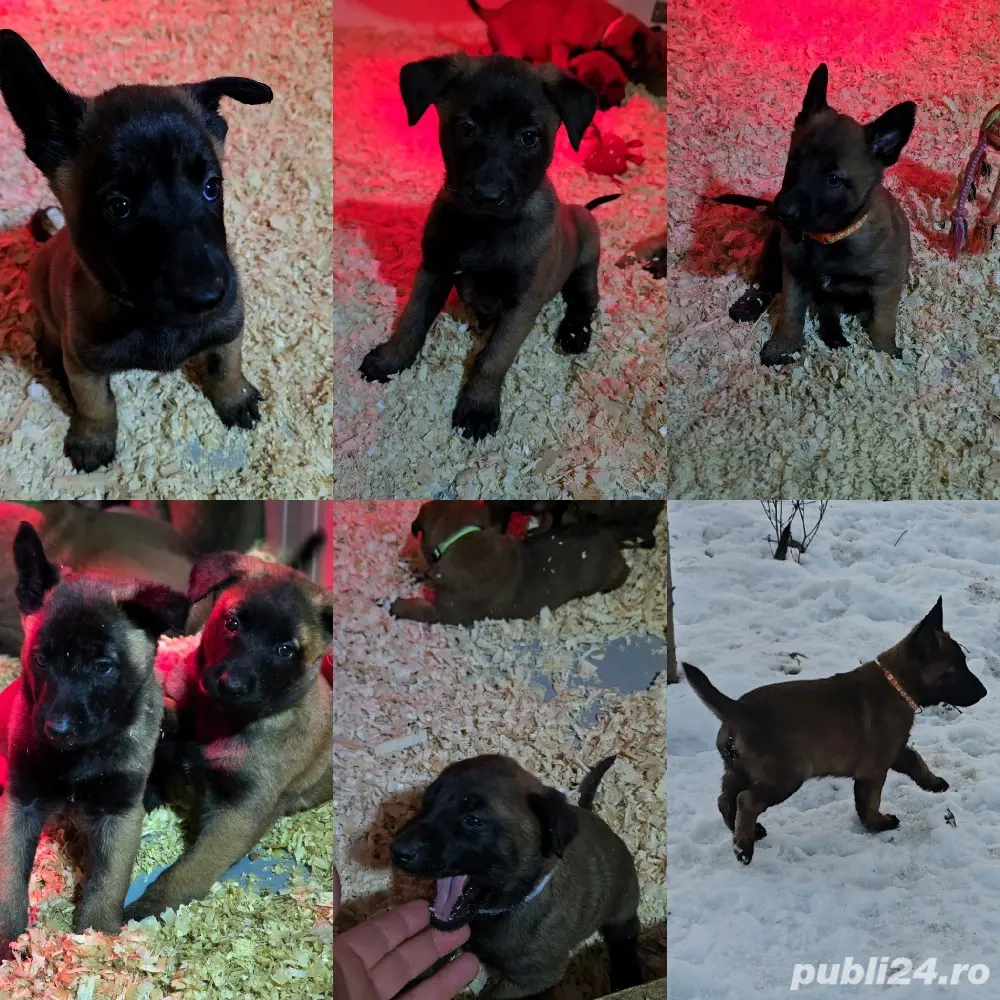 Belgian malinois de vânzare 