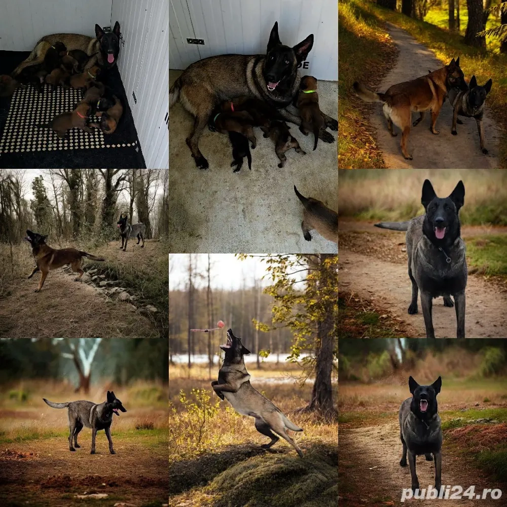 Belgian malinois de vânzare 