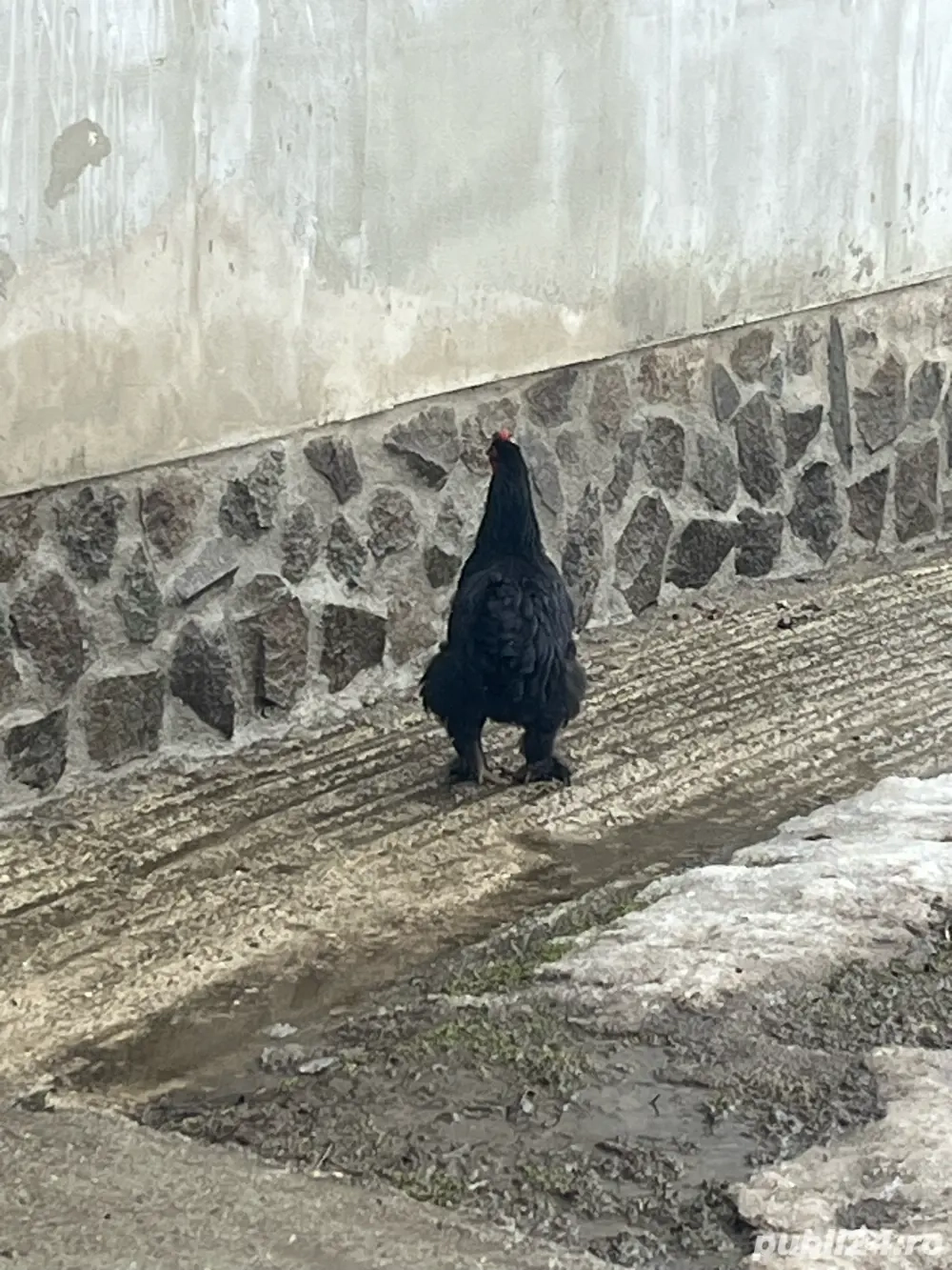 Vând o pereche de găinușe pitici 