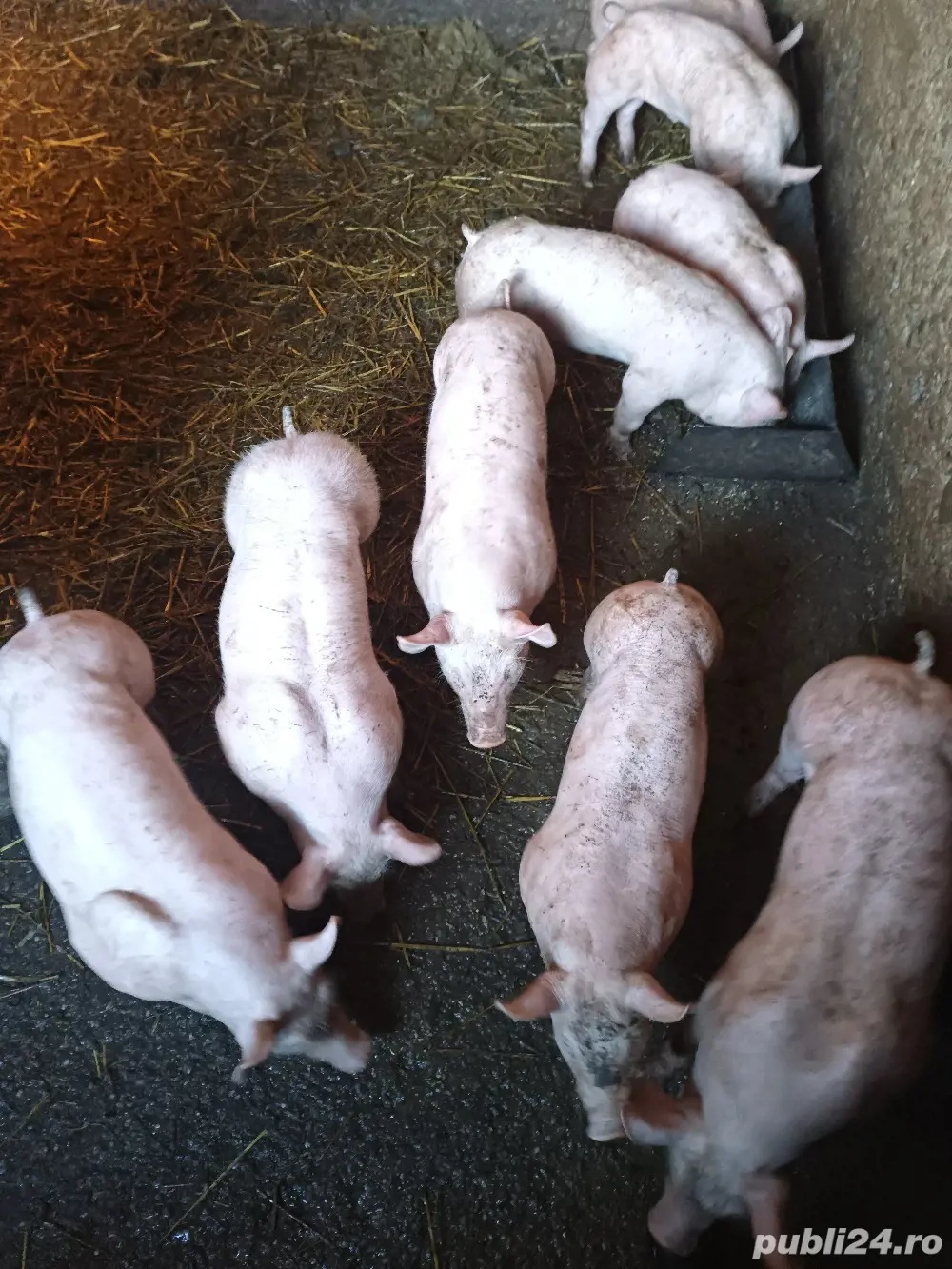 Purcei rasa de carne!