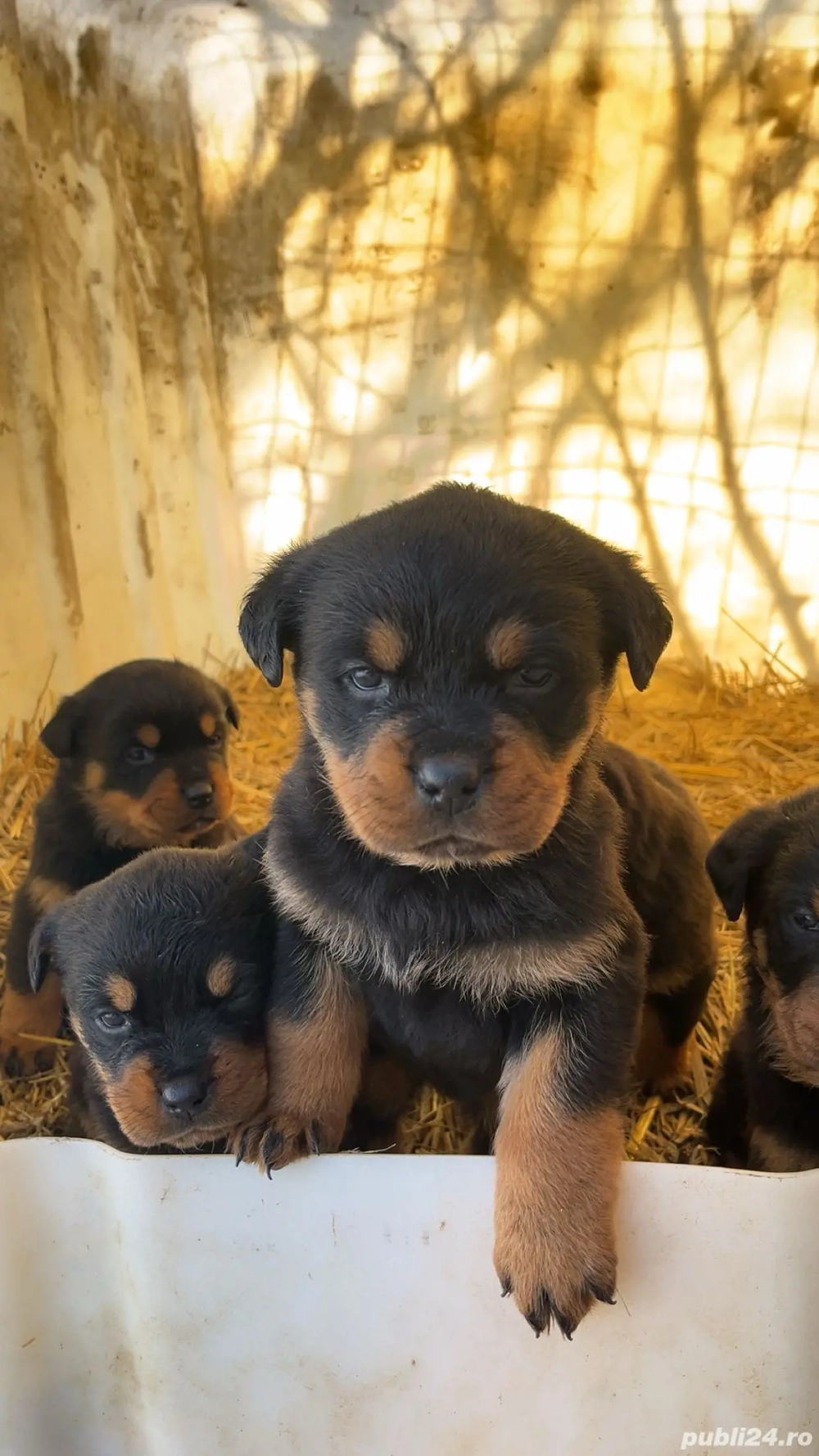 Pui rottweiler de vanzare