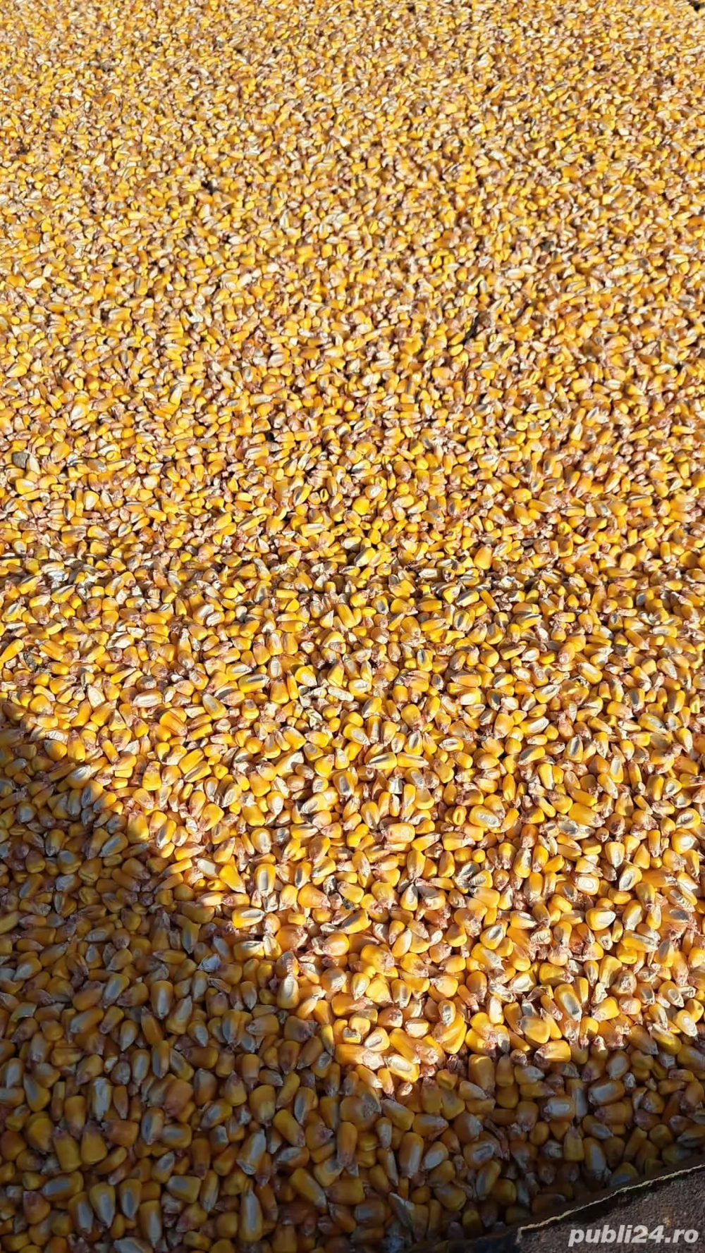 Vând porumb productie 2025