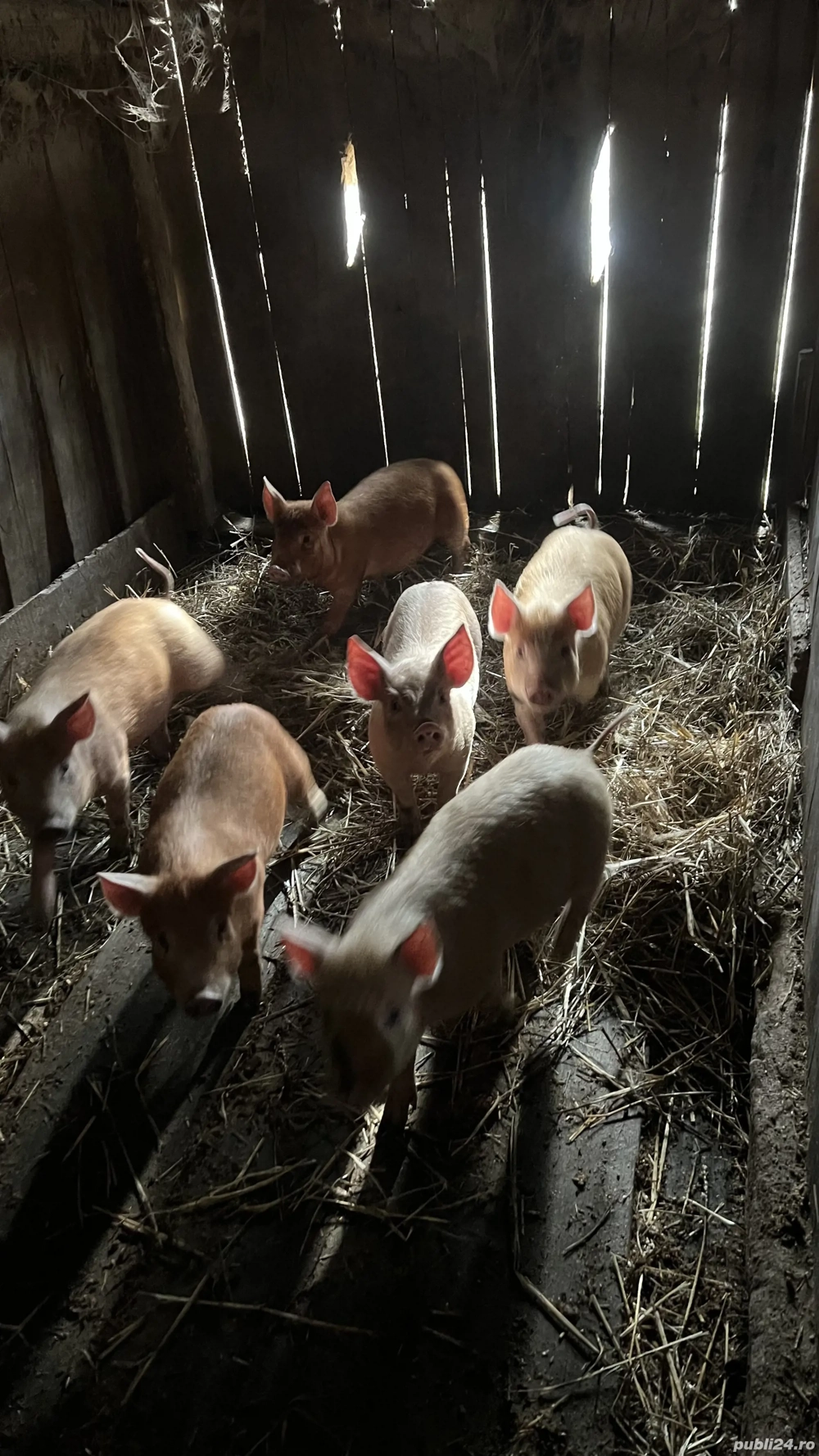 Vând purcei de 10 săptămâni, 21 bucăți 