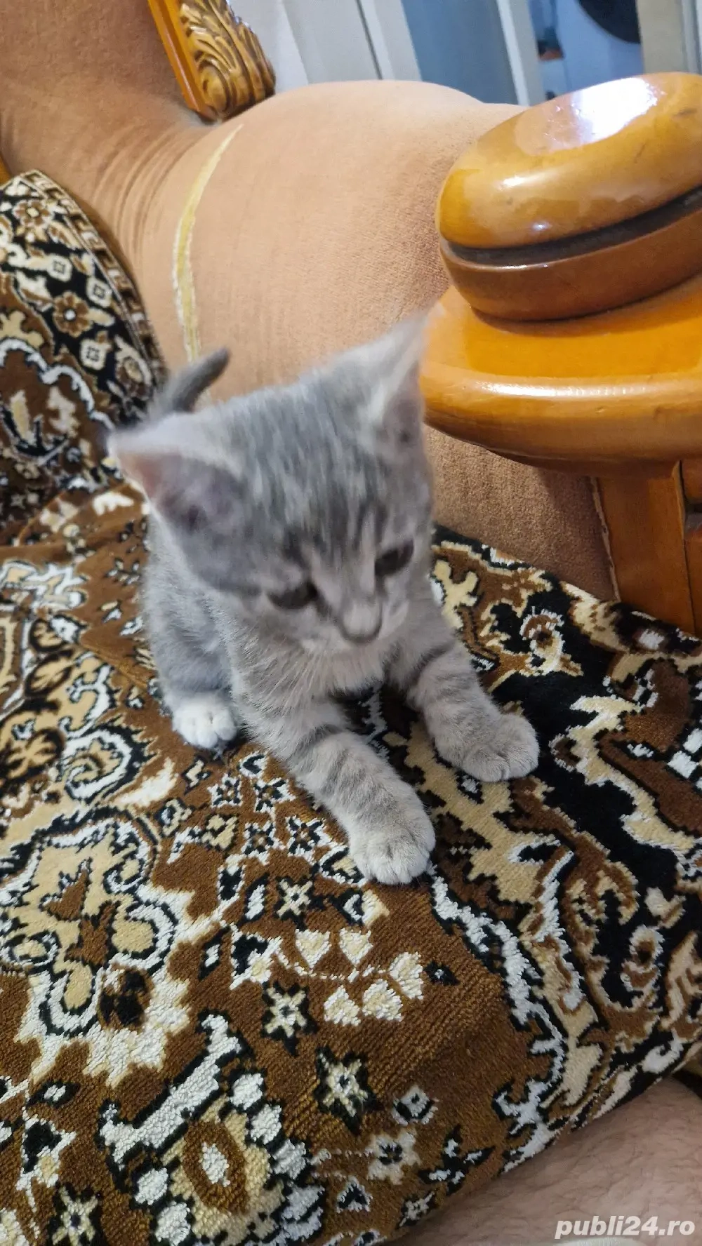 Pisica British Shorthair mix cu tabby (Baiat)