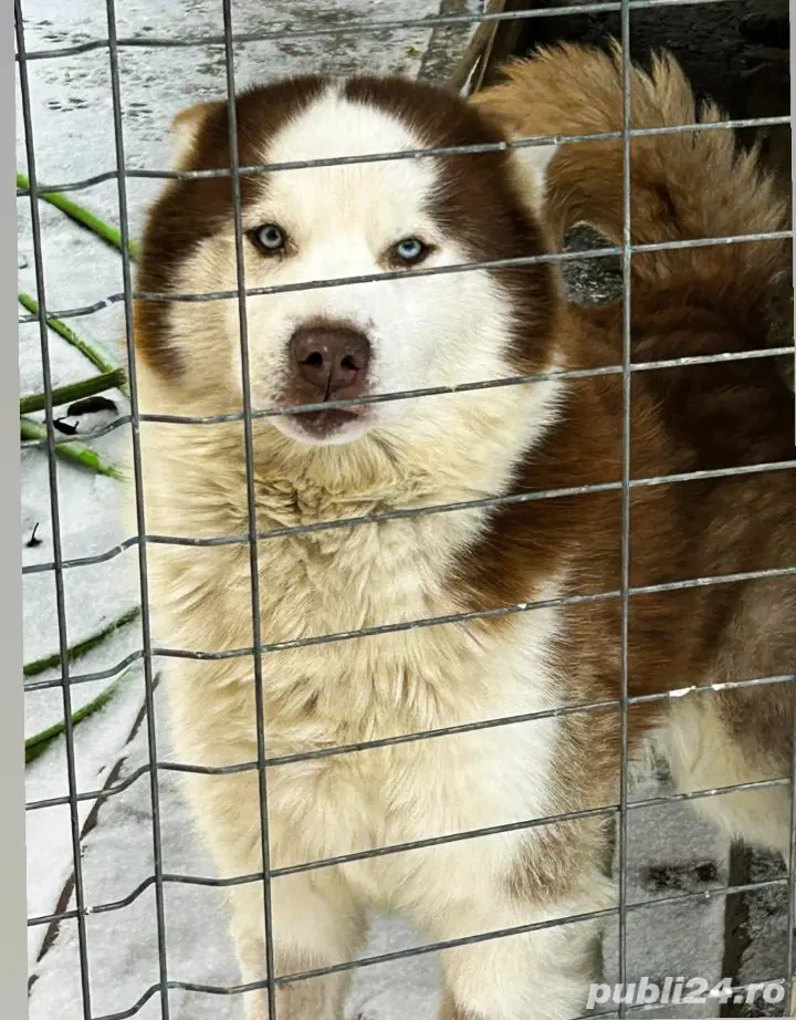 Mascul Husky Siberian.