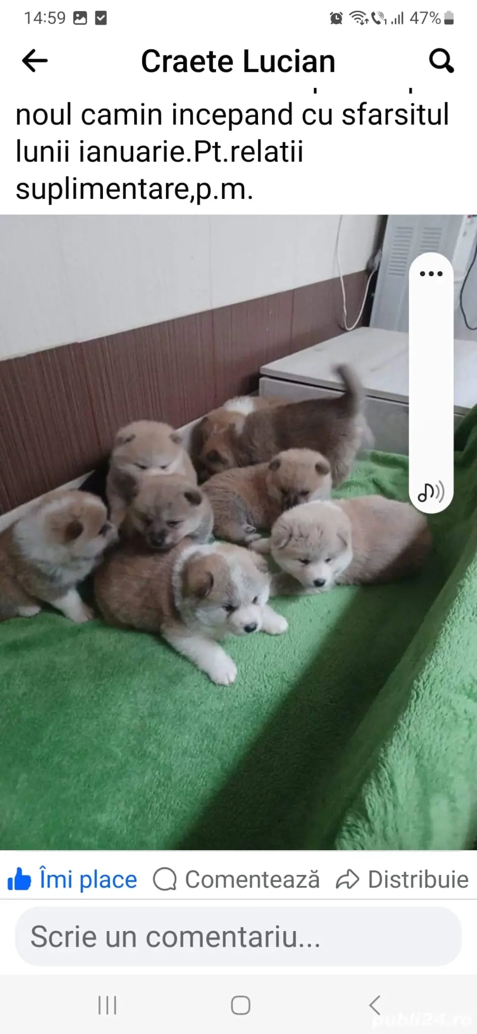 Akita Inu,cadoul ideal.
