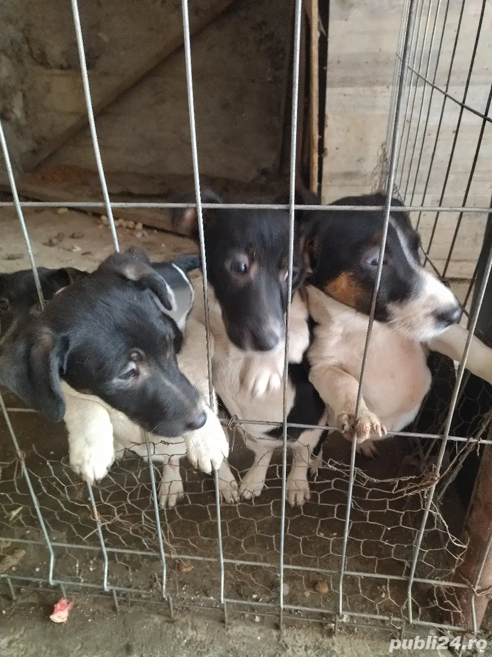 Jack Russell Terrier,multicolor 