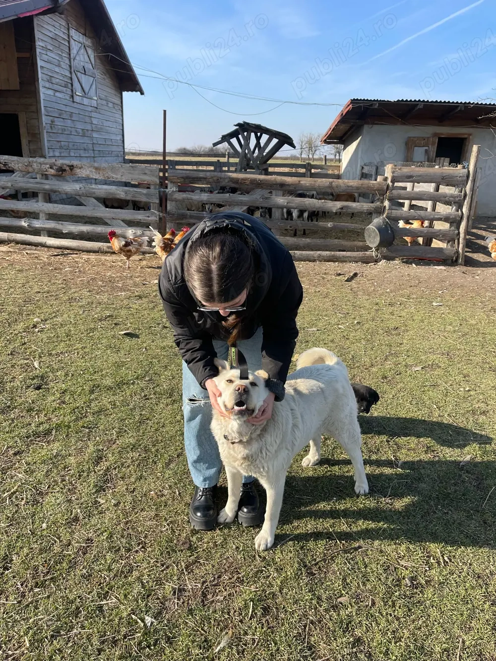 Servicii de pet sitting și cazare temporară pentru câini și pisici     