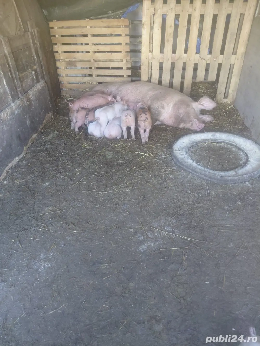 Vand scroafa cu 12 purcei 