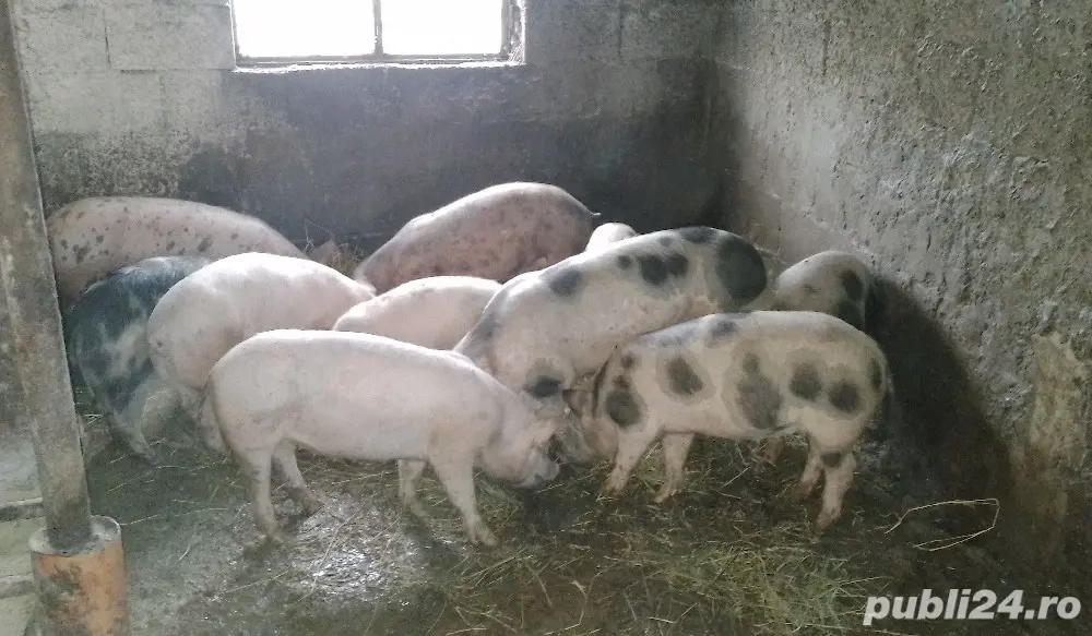 purcei grasuni de vanzare 